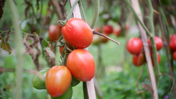 2400-ripe-tomato-plant-growing-in-garden-fresh-bunch-of-red-natural-tomatoes-on-branch-in-organic-vegetable-garden-organic-farming-healthy-food-back-to-nature-concept-gardening-tom