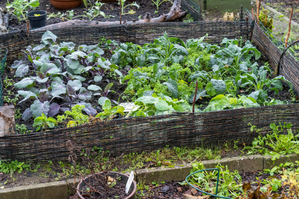large-vegetable-garden-bed-in-winter