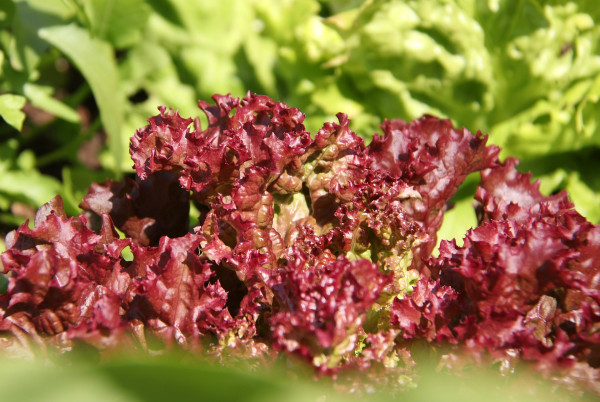 red-leaf-lettuce-7227306_1920