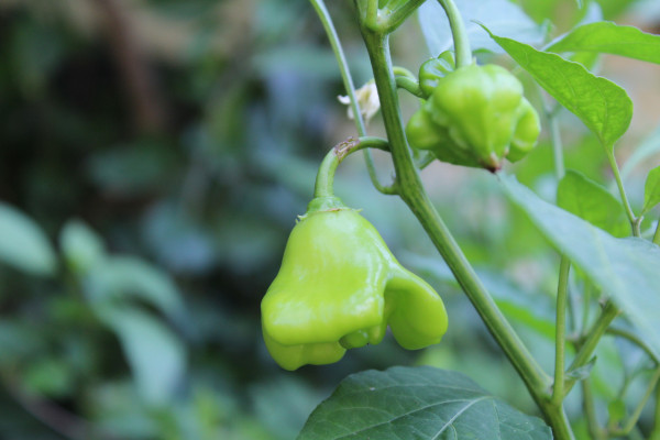 2400-bishop-s-crown-capsicum-baccatum-christmas-bell-joker-s-hat-or-pepper-7