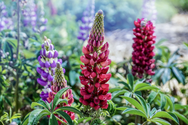 lupins-5215704_1920