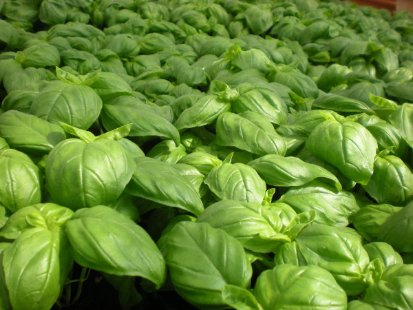 basil-800358_1280