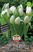 Sperli Einfache Frühe Tulpe White Prince