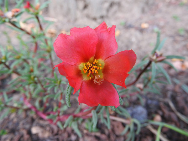 purslane-florets-948872_1920D4Bdy47mM3oqb