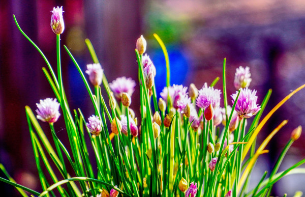 chives-5154935_1920