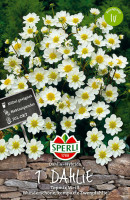 Sperli Dahlie Topmix Wit
