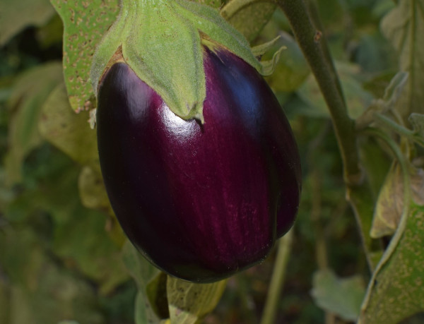 ripe-eggplant-2759947_1280