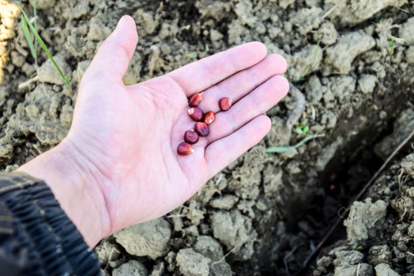 large-sowing-of-maize-out-of-hand