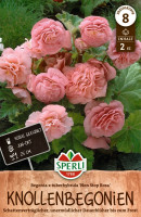 Sperli Begonie Non Stop rosa