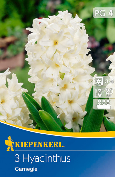 Produktbild Kiepenkerl Hyazinthe Carnegie mit Blütenpracht und Packungsdesign inklusive Pflanzinformationen