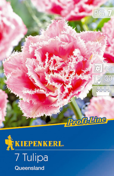 Produktbild von Kiepenkerl Profi-Line gefranste Tulpe Queensland mit Bildern von rosa Tulpen und Informationen zur Pflanzung und Blütezeit auf der Verpackung.