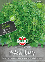 Sperli Basilikum SPERLI's Balkonstar