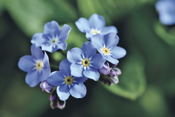 forget-me-not-5227806_1920