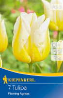 Kiepenkerl Triumph-Tulpe Flaming Agrass
