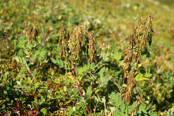 large-arctic-milkvetch-astragalus-frigidus-in-fruiting-stage