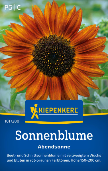 Kiepenkerl Sonnenblume Abendsonne