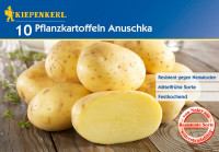 Kiepenkerl Pflanzkartoffel Anuschka 10 St