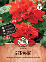 Sperli Geranie Madeira, rot