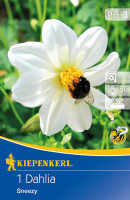 Kiepenkerl Mignon-Dahlie Sneezy