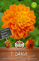 Sperli Dahlie Graceland