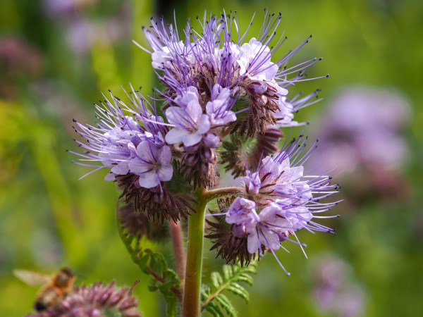 2400-closeup-of-pretty-lacy-phacelia-flowers-phacelia-tanacetifolia