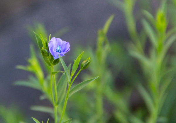 2400-a-budding-blue-flax-flower-in-spring