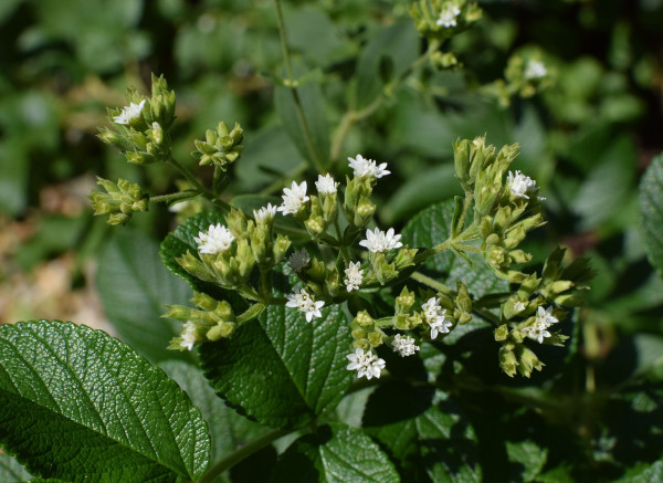 stevia-flowers-against-rose-leaves-2796854_1920-1