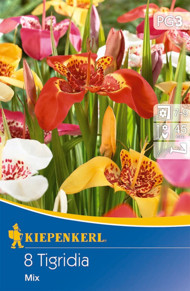 Produktbild von Kiepenkerl Tigerblume Mischung mit einer Darstellung verschiedenfarbiger Blüten auf der Verpackung und Informationen zur Pflanzgröße und Blütezeit.