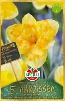 Sperli Premium Spleißkronige Narzisse Blazing Starlet