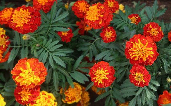 french-marigold-4718898_1920