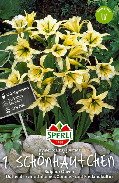 Produktbild von Sperli Schönhäutchen Sulphur Queen mit gelben Blüten und Informationen zu Zimmer- und Freilandkultur auf der Verpackung.