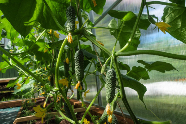 cucumbers-4698525_1920