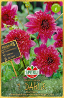 Sperli Dahlie Blue Bayou