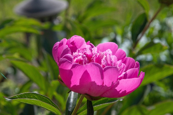 2400-pink-peony-flower-in-the-garden-on-a-background-of-green-leaves