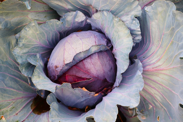 cabbage-7352276_1280