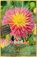 Sperli Dahlie Fringed Star