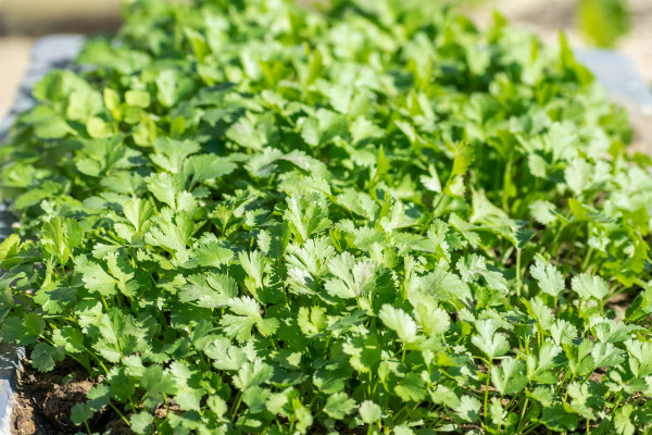 real-coriander-7650541_1920