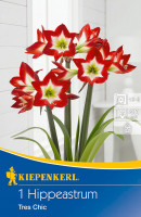 Kiepenkerl Ritterstern Amaryllis Tres Chic