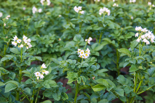 large-potatoes-flowers-blossom-on-the-farm-field-flowering-potato-plants-2