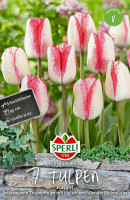 Sperli Triumph-Tulpe Playgirl