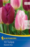 Kiepenkerl Triumph-Tulpe Dynamic Duo