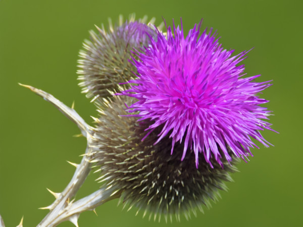 2400-flower-of-a-thristle-ai-generative