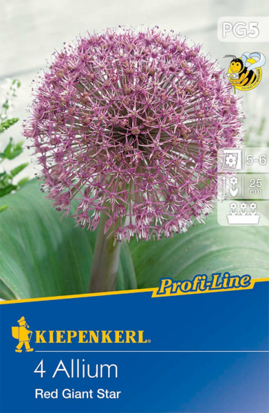 Produktbild von Kiepenkerl Profi-Line Zierlauch Red Giant Star mit Darstellung der lila Blumenknolle und Verpackungsinformationen wie Pflanztiefe und Blütezeit.