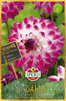 Sperli Dahlie Ferncliff Duo
