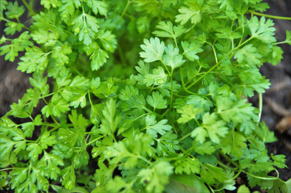 chervil-4164701_1920-1