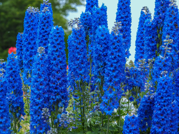 2400-delphinium-faust-flowering-in-a-summer-garden