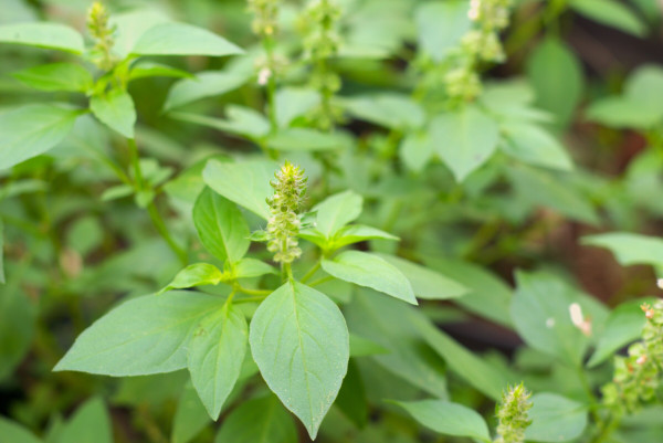 2400-thai-lemon-basil-plant-growing-in-the-garden