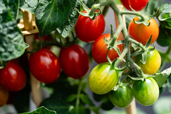 large-red-round-tomatoes-solanum-lycopersicum-for-a-salad-or-a-soup-2