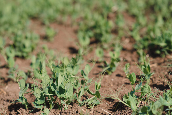 large-young-pea-plants-in-early-spring-garden-selective-focus-copy-spsce