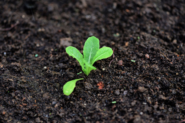 2400-planting-vegetables-lettuce-leaf-on-soil-in-the-garden-green-young-plant-growing-gardening-plantation-agriculture-concept